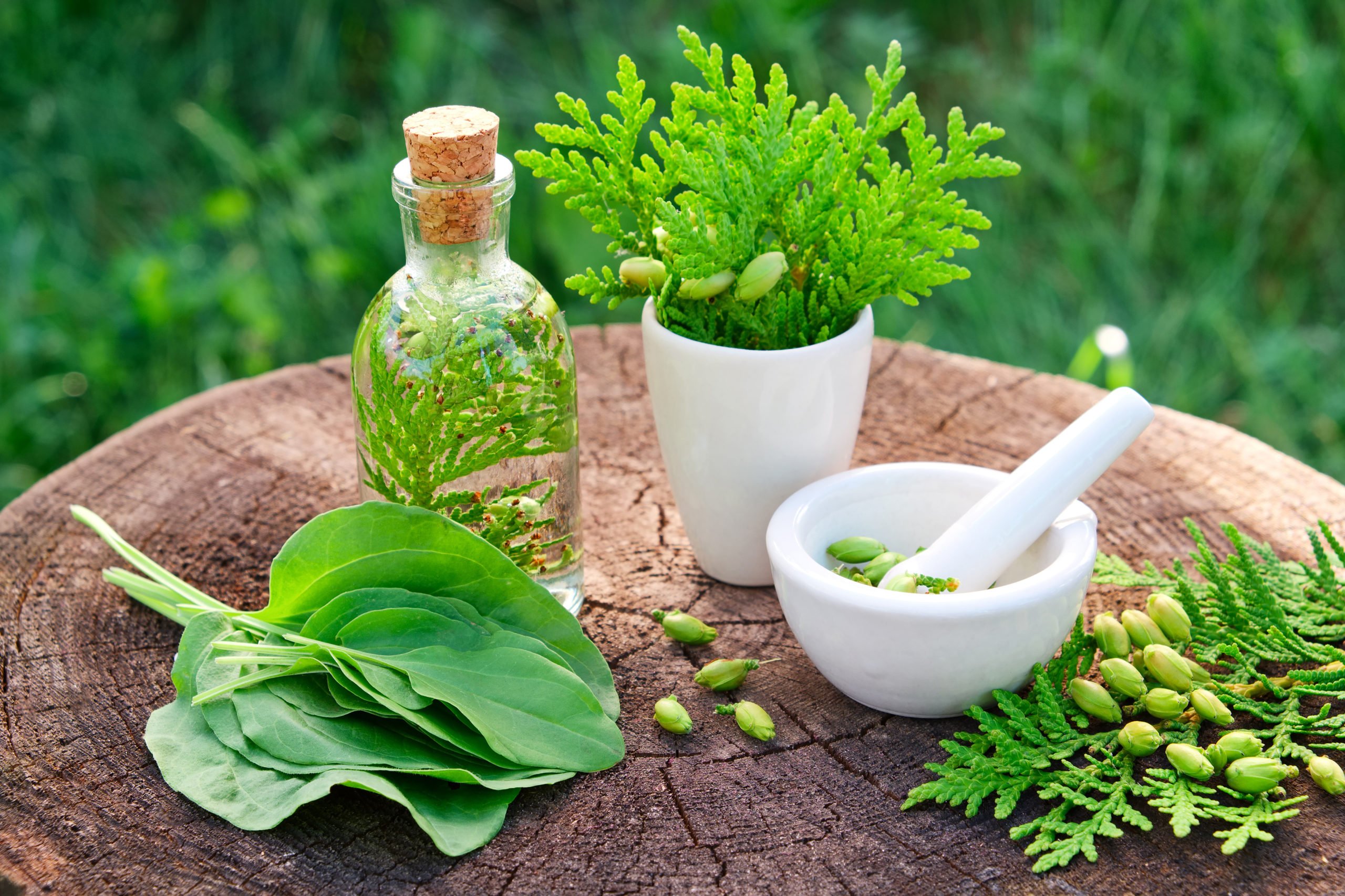 Natural herbs and plants